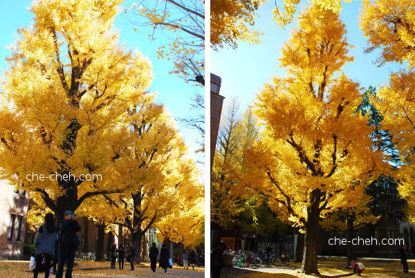 Golden Ginkgo Trees @ University Of Tokyo, Tokyo